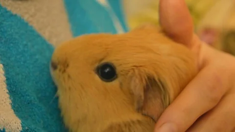 Closeup video of cute cavy in womans hands 動画素材 100635386
