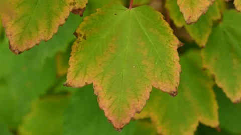 Closeup video of a few bright lime green Mountain Maple leaves Stock Footage 139466993
