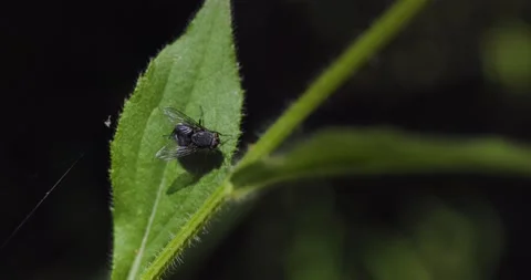 Closeup video of a fly cleaning wings. Insect on a leaf in nature. Stock Footage 238957773