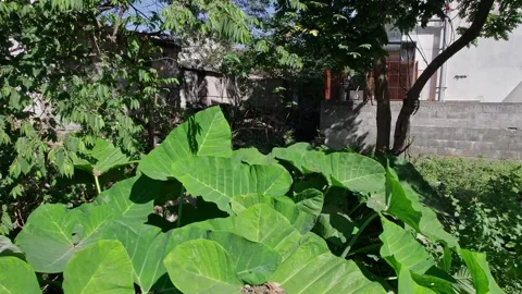 Closeup video of giant taro or alocasia macrorrhizos or upright elephant ea.. Stock-Footage 342269348