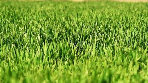 Closeup video from grass in the wind Video stock 237079337