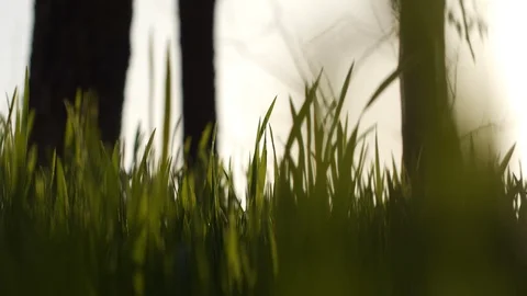 Closeup video of the green grass in the wind with blurry background in the Stock Footage 93165257