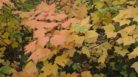 Closeup video of a group of multi-colored autumn leaves with a dark background. Stock Footage 139973868