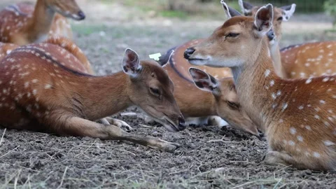 Closeup video of a group of Sika deer sitting on the ground Stock Footage 247443447