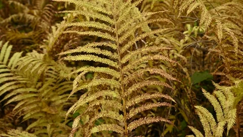 Closeup video of a group of yellow and brown ostrich ferns Stock Footage 139466801