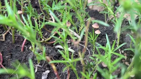 Closeup video of mushrooms with thin stems and small caps Stock Footage 318711499