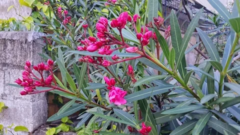 Closeup video of Nerium oleander flower bud showing delicate petals before .. Vidéo 335648706