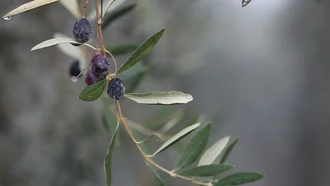 Closeup video of olive on the tree Stock Footage 87654463
