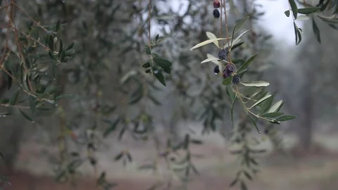 Closeup video of olive on the tree 스톡 동영상 87655688