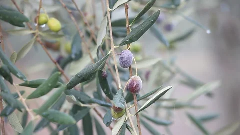 Closeup video of olive on the tree 스톡 동영상 87655705