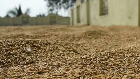 Closeup video to paddy seeds , spread on open ground. Stock Footage 130575195