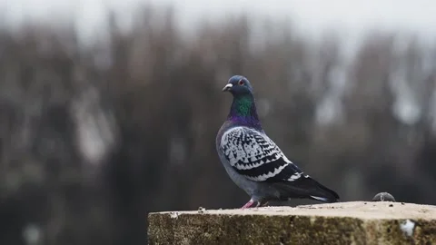 Closeup video from a pigeon Video stock 231392953