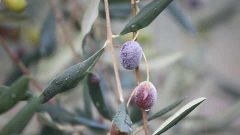 Closeup video of ripe olive on the tree Stock Footage 87650872
