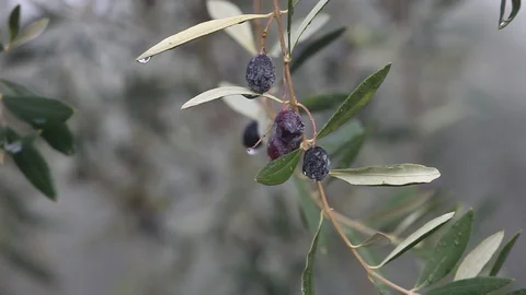 Closeup video of ripe olive on the tree Stock Footage 87652862