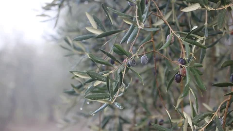 Closeup video of ripe olive on the tree Stock Footage 87652909