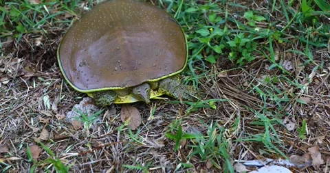 Closeup video of a Spiny Softshell Turtle(Apalone spinifera) on the ground. Stock Footage 240695223