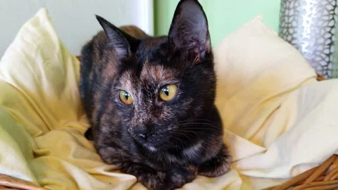 Closeup video of a tortoiseshell cat 库存影片 196219533