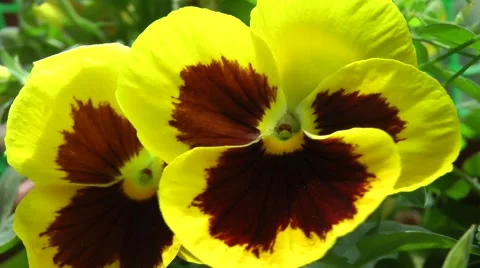 Closeup video of viola flower. 스톡 동영상 51051724