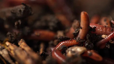 Closeup view 4k macro video of alive red worms in black compost soil Stock Footage 129254392