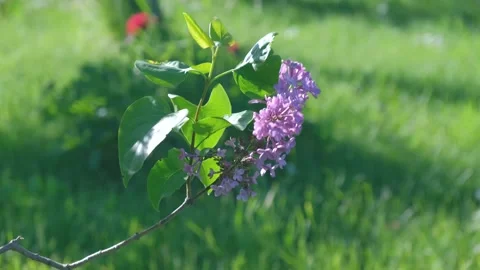 Closeup view 4K stock video footage of beautiful fresh Stock Footage 155304833