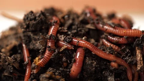 Closeup view 4k video of alive worms in black compost soil Stock Footage 127239656