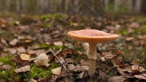 Closeup view 4k video of big poisonous mushroom growing in fall forest Stock Footage 141792632