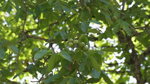 Closeup view 4k video of several fresh green walnuts growing on tree branches Stock Footage 152962258