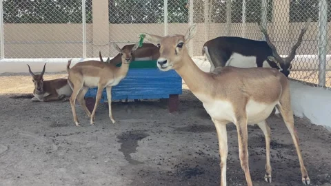 Closeup View of 5 Beautiful Deers Animal Stock Footage 288428811