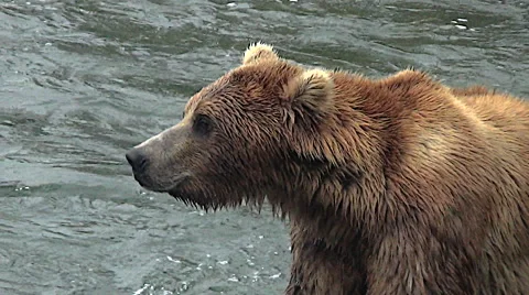 Closeup view of Alaskan Brown Bear Hunched over rock in river - zoom out Stock Footage 50449419
