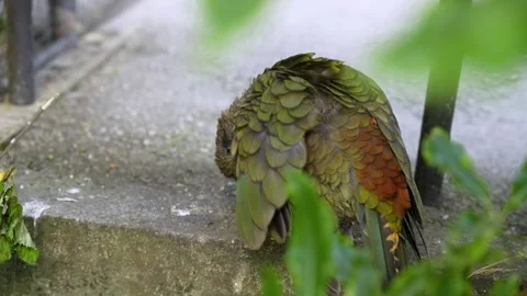 Closeup view of Alpine parrot native to New Zealand (Nestor notabilis). Stock Footage 282758433