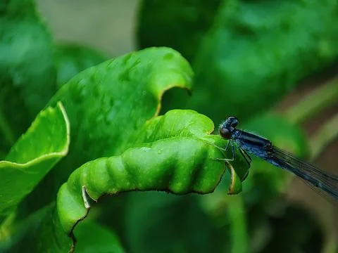 Closeup view and selective focus of a small dragonfly on a leaf Stock Photos