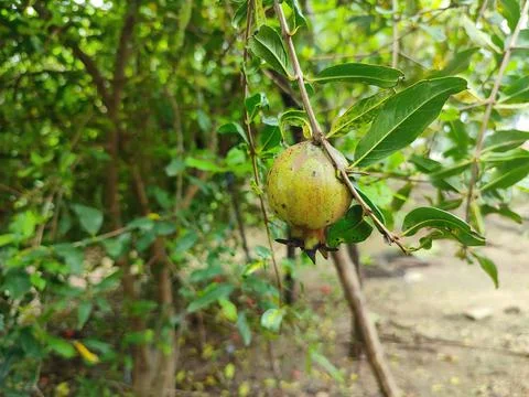 Closeup view and selective focus of pomegranate on a plant Stock Photos
