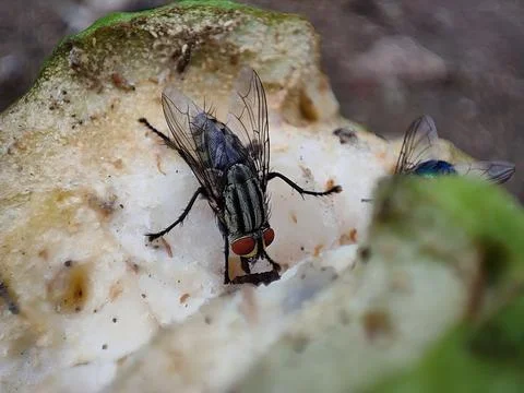 Closeup view and selective focus of a housefly on a damaged guava fruit Stock Photos