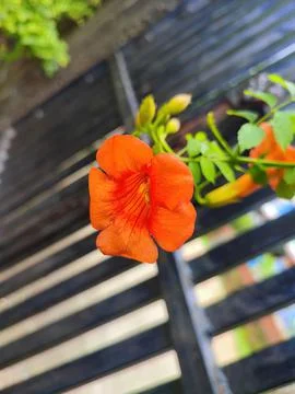 Closeup view and selective focus of a red color trumpet vine flower Stock Photos