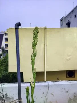 Closeup view and selective focus of tuberose flower buds on a plant Stock Photos