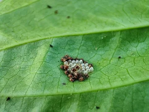 Closeup view and selective focus of newborn insects on a leaf Stock Photos