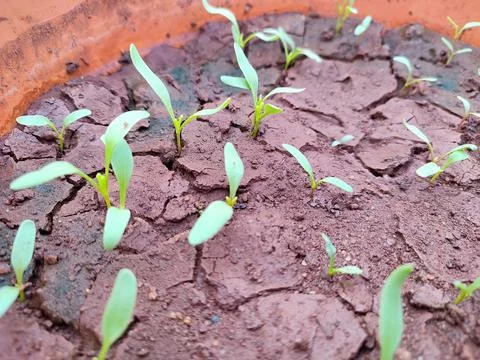 Closeup view and selective focus of fresh lettuce seedlings grown in a pot Stock Photos