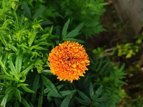 Closeup view and selective focus of beautiful marigold flower on a plant Stock Photos