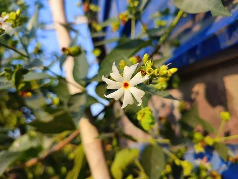 Closeup view and selective focus of night flowering jasmine flowers on a plant Stock Photos