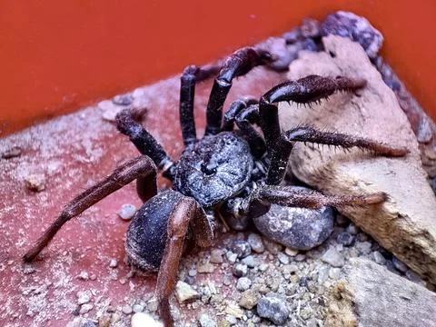 Closeup view and selective focus of a Trapdoor Spider Stock Photos