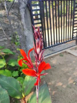Closeup view and selective focus of beautiful Canna coccinea flowers on a plant Stock Photos