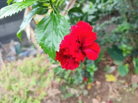 Closeup view and selective focus of red color hibiscus flower on a plant Stock Photos