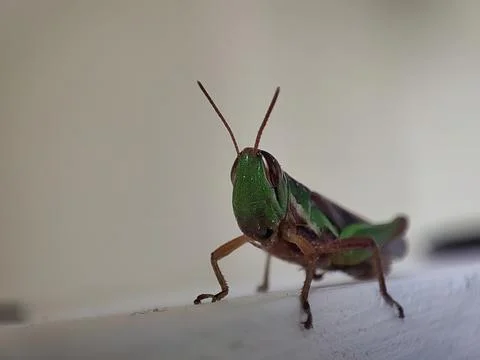 Closeup view and selective focus of a grasshopper Stock Photos