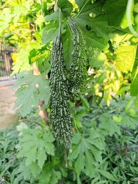 Closeup view and selective focus of  fresh bitter gourd on a plant Stock Photos
