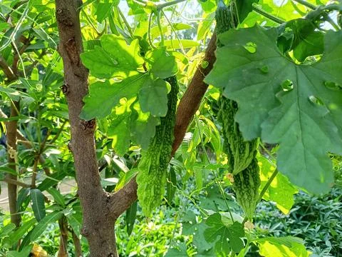 Closeup view and selective focus of  fresh bitter gourd on a plant Stock Photos