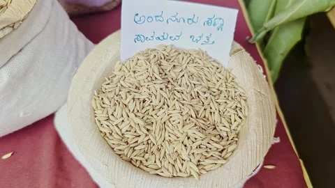 Closeup view of Andanur organic paddy displayed at krishi mela showcasing g.. Stock Footage 334553469