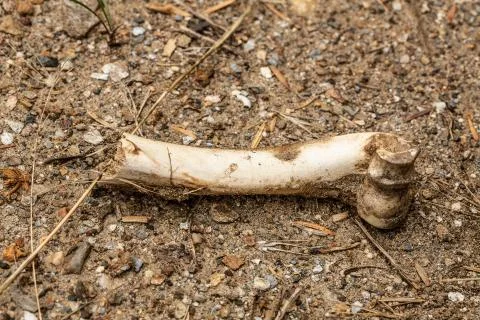 Closeup view of an animal bone washed up on a beach 스톡 사진