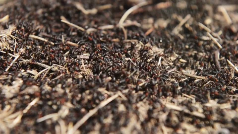 Closeup view of an anthill Stock Footage 107645263