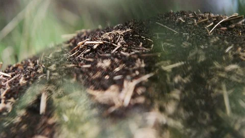Closeup view of an anthill Stock Footage 107645278