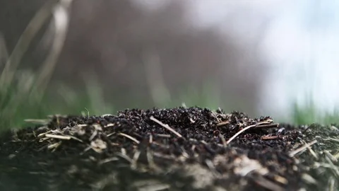 Closeup view of an anthill Stock Footage 107645302